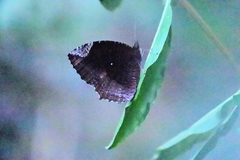 Elymnias hypermnestra