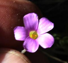 Oxalis truncatula