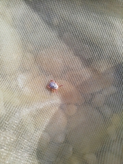 Dermacentor reticulatus