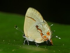 Calycopis centoripa