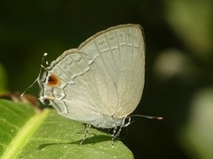 Strephonota tephraeus