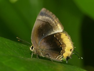 Gossenia lycabas