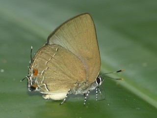 Siderus diringeri