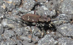 Cicindela gemmata