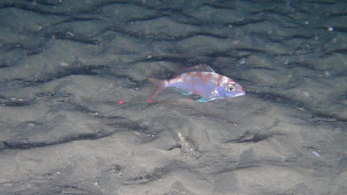 Natal pandora (Pagellus natalensis) — Sparidae
