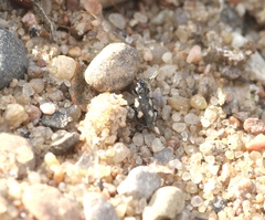 Lionychus quadrillum