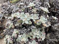 Eriogonum grande rubescens