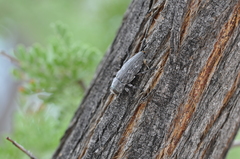 Chrysobothris merkelii