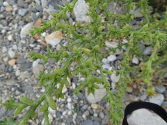 Salsola squarrosa