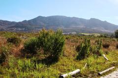 Leucadendron macowanii
