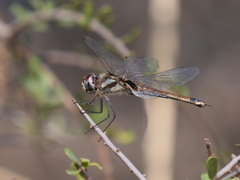 Tramea cophysa