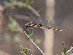 Tramea cophysa