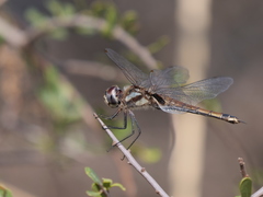 Tramea cophysa