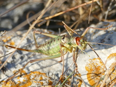 Ephippiger discoidalis