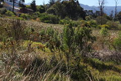 Leucadendron macowanii