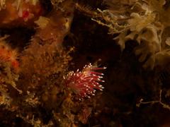 Paraflabellina funeka