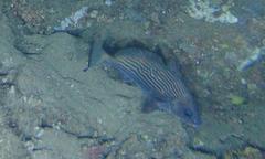 Umbrina canariensis