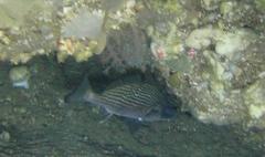 Umbrina canariensis