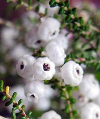 Erica formosa
