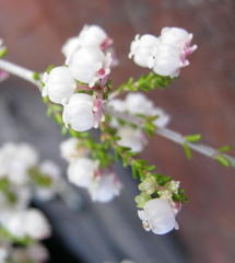 Erica formosa