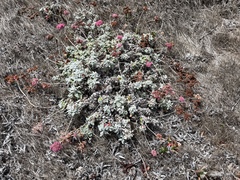 Eriogonum grande rubescens
