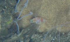 Plectranthias morgansi