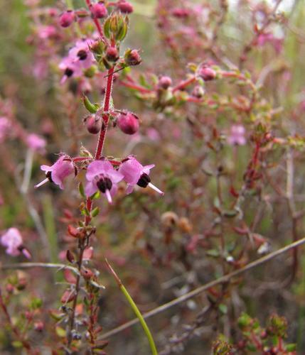 Erica monantha