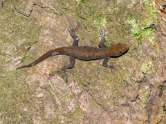 Gonatodes albogularis albogularis