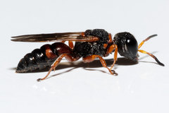 Ectemnius rufipes ais