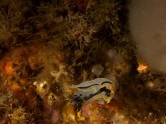 Polycera capensis