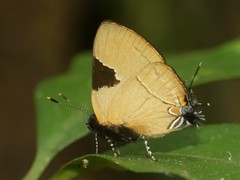 Calycopis wolfii
