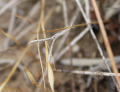 Pterophoridae