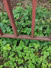 Fragaria moschata