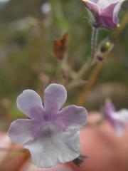 Nemesia brevicalcarata