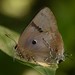 Mariposa Sedosa Variable - Photo (c) David Geale, algunos derechos reservados (CC BY-NC), subido por David Geale