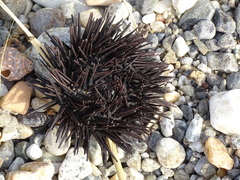 Paracentrotus lividus