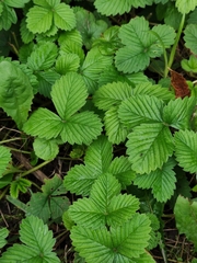 Fragaria moschata