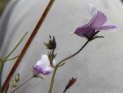 Nemesia brevicalcarata