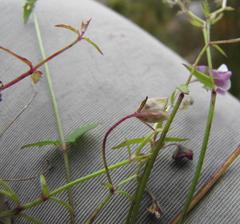 Nemesia brevicalcarata