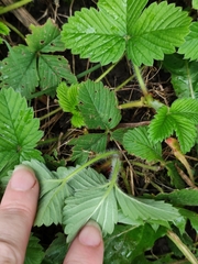 Fragaria moschata
