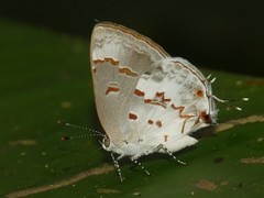 Ministrymon megacles