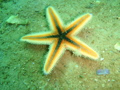 Astropecten irregularis pontoporeus