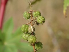 Ricinus communis