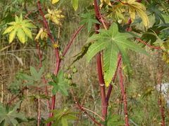Ricinus communis