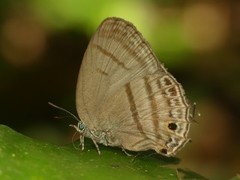 Evenus satyroides