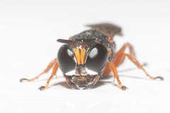 Ectemnius rufipes ais