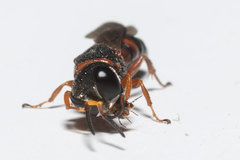 Ectemnius rufipes ais
