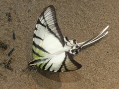 Protesilaus protesilaus