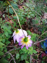 Dahlia australis