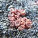 Conophytum swanepoelianum - Photo (c) Nick Helme, algunos derechos reservados (CC BY-SA), subido por Nick Helme
